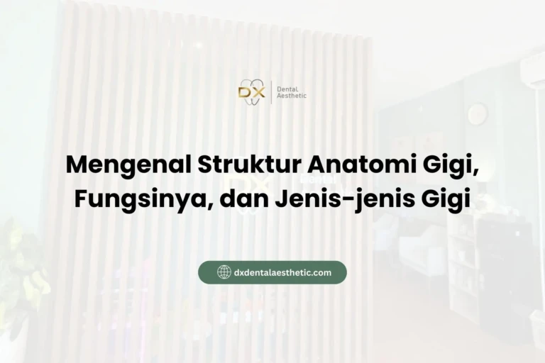 Mengenal Struktur Anatomi Gigi, Fungsinya, dan Jenis-jenis Gigi - DX Dental Aesthetic